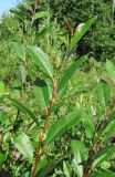 Salix phylicifolia