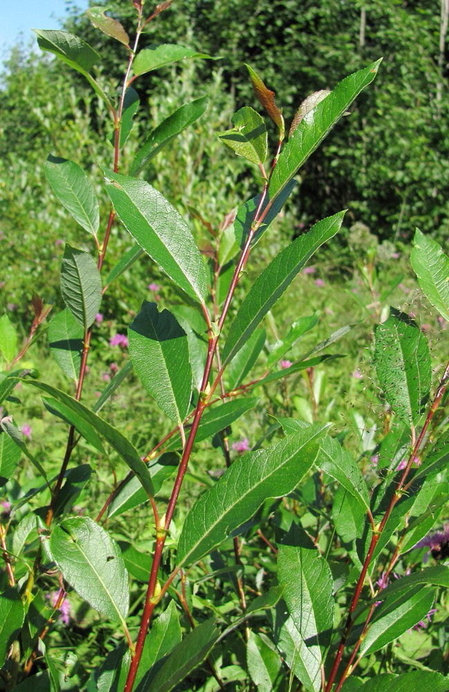 Image of Salix phylicifolia specimen.