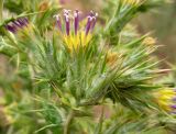 Cousinia horridula