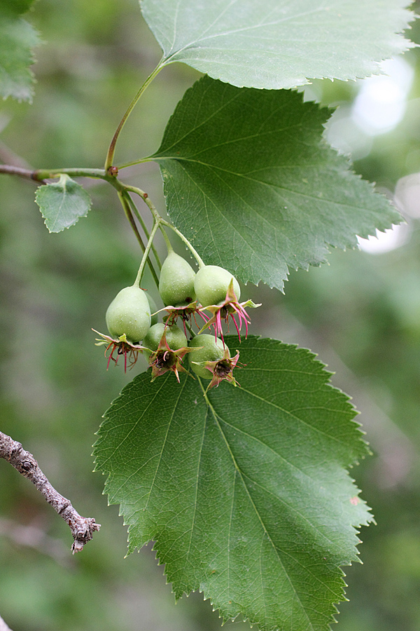 Image of Crataegus lauta specimen.