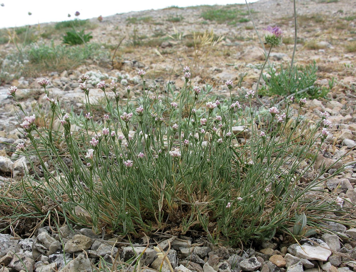 Image of Asperula aemulans specimen.