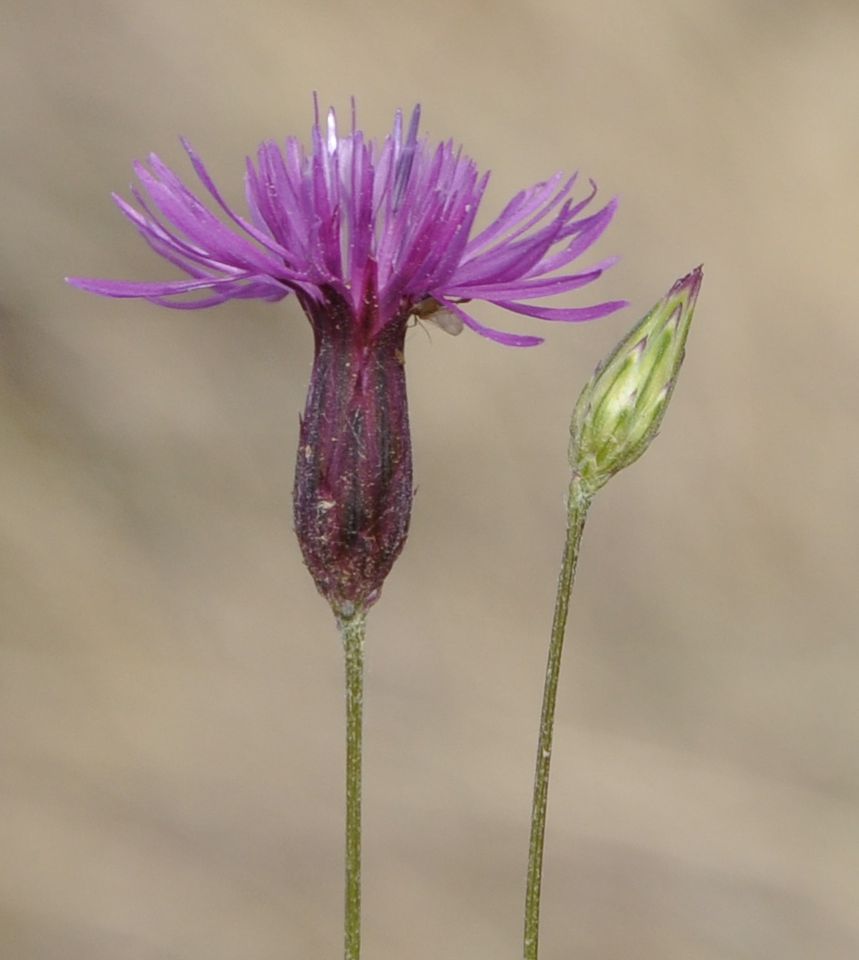 Изображение особи Crupina crupinastrum.