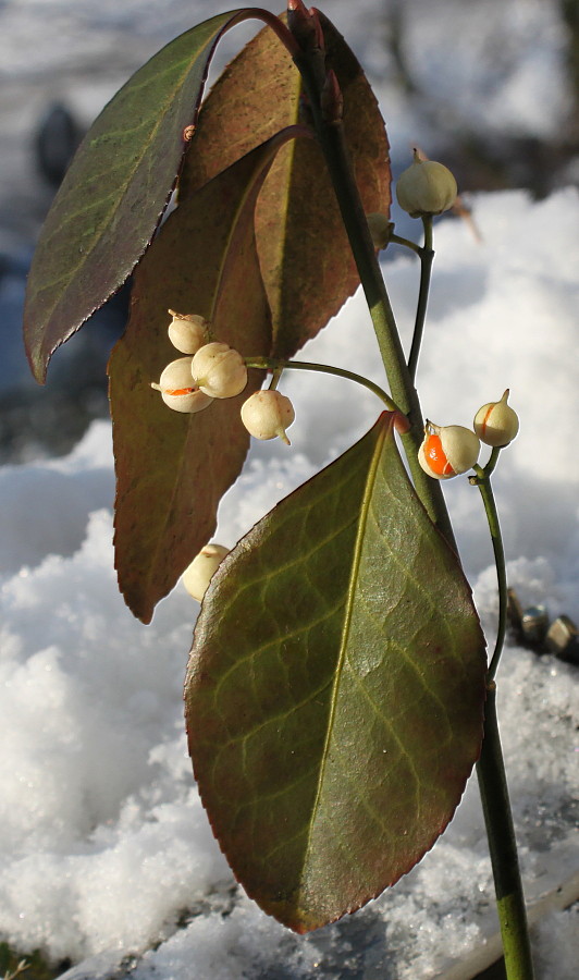 Image of Euonymus fortunei specimen.