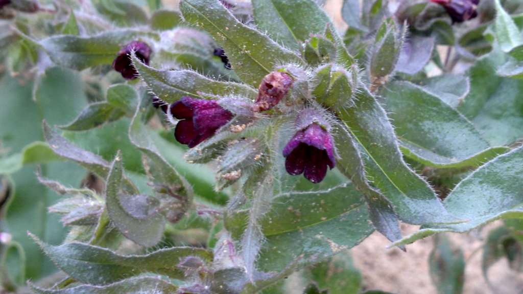 Image of Nonea rossica specimen.