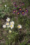Pulsatilla multifida. Цветущие растения. Иркутская область, Усть-Ордынский Бурятский округ, окр. с. Баяндай. 12.06.2012.