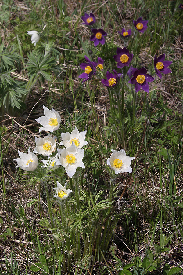 Изображение особи Pulsatilla multifida.