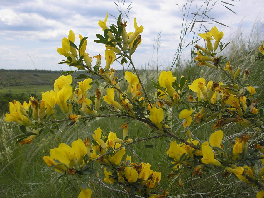 Изображение особи Chamaecytisus ruthenicus.