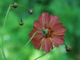 Coreopsis tinctoria. Соцветие (вид со стороны обёртки). Узбекистан, г. Ташкент, пос. Улугбек. 20.06.2012.