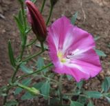 Convolvulus chinensis