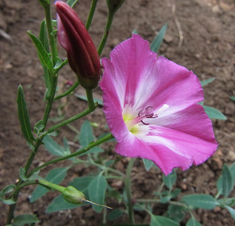 Изображение особи Convolvulus chinensis.