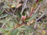 Rhododendron micranthum. Часть побега с набухающей цветочной почкой. Владивосток, Ботанический сад-институт ДВО РАН. 27 октября 2012 г.