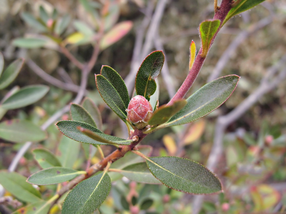 Image of Rhododendron micranthum specimen.