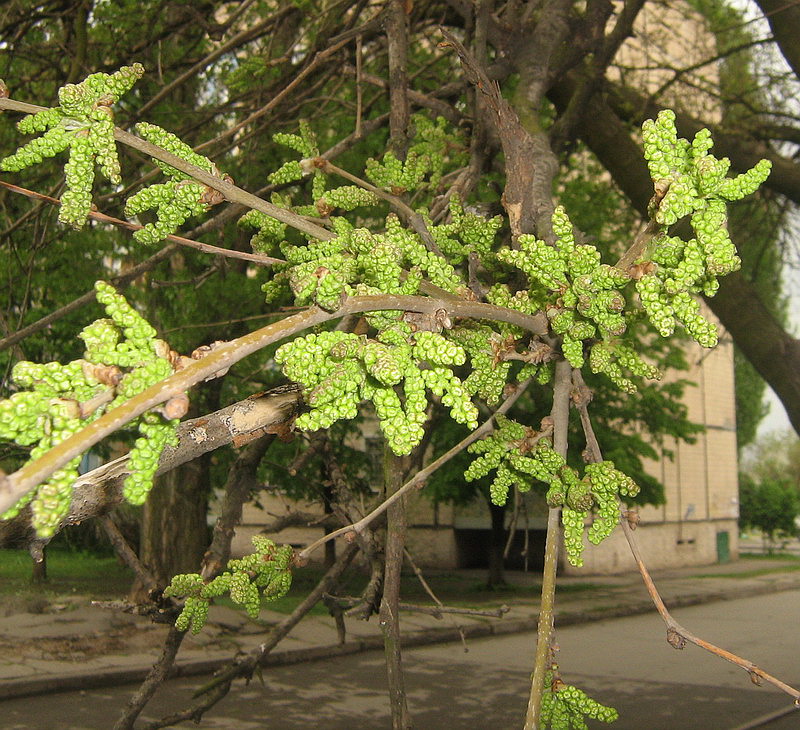 Изображение особи Morus alba.