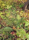 genus Dryopteris