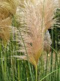 Cortaderia selloana