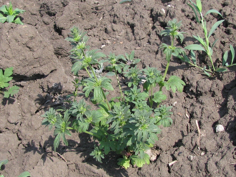 Image of Lamium amplexicaule var. orientale specimen.