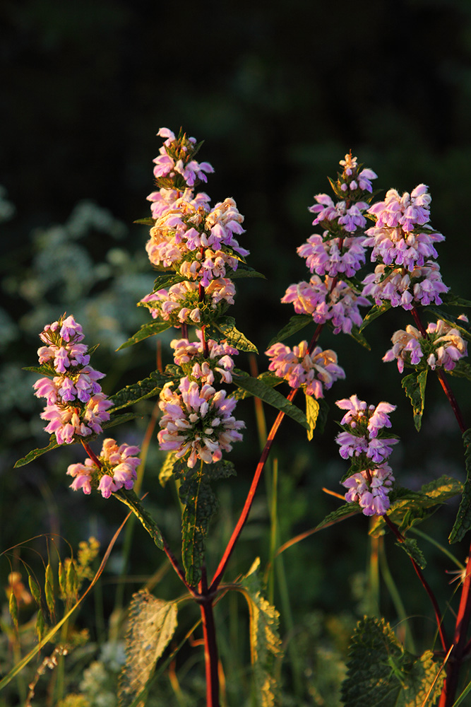 Изображение особи Phlomoides tuberosa.