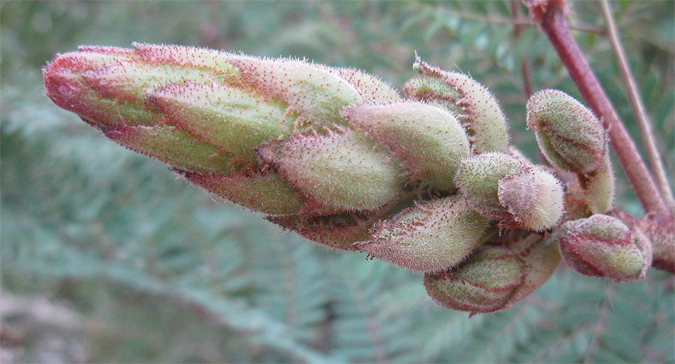 Изображение особи Caesalpinia gilliesii.