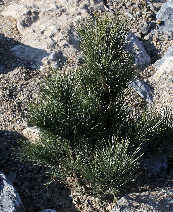 Изображение особи Pinus cembra.