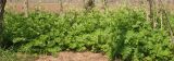 Anthriscus sylvestris
