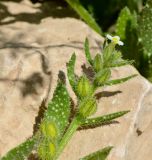 Anchusa milleri