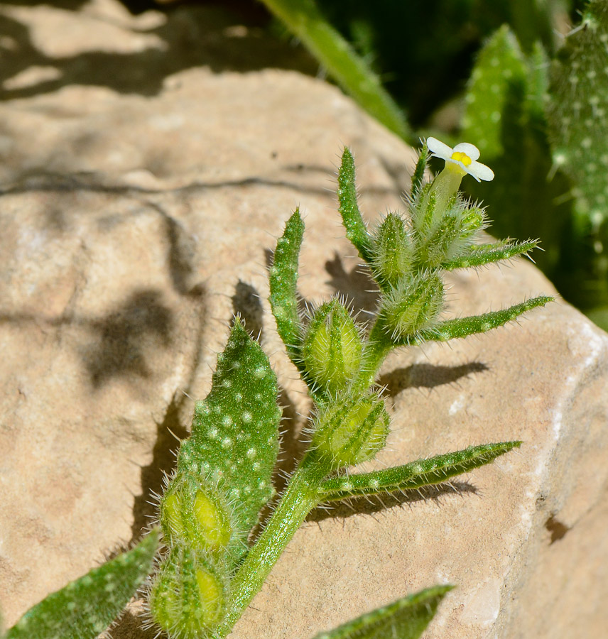 Image of Anchusa milleri specimen.