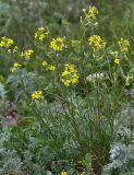 Erysimum canescens