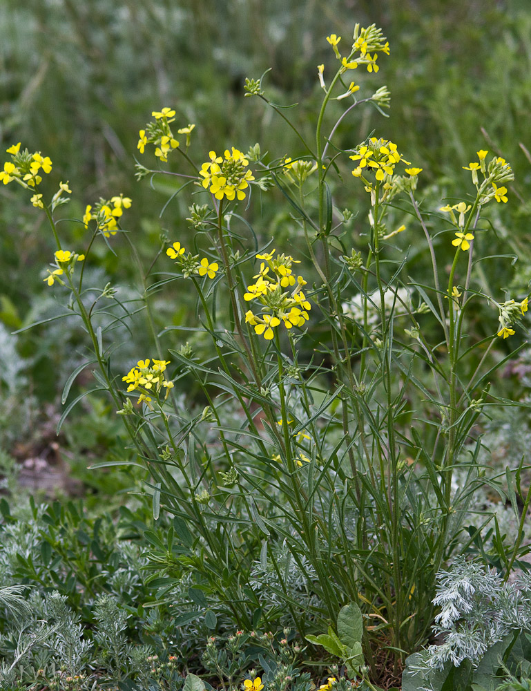 Изображение особи Erysimum canescens.