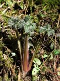 Delphinium elatum