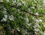 Exochorda racemosa