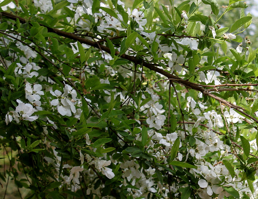 Image of Exochorda racemosa specimen.