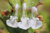 Salvia aethiopis. Цветки. Ростовская обл., Неклиновский р-н, Носовское с/п, балка Камышовая. 11.06.2013.