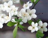 Prunus cerasifera