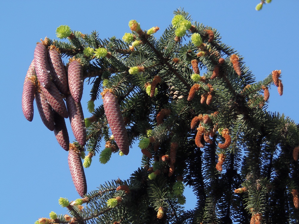 Image of Picea abies specimen.