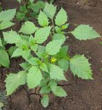 Physalis ixocarpa. Цветущее растение. Татарстан, г. Бавлы, огород. 22.06.2013.