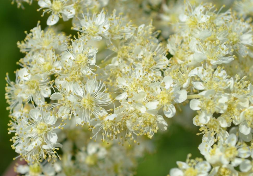 Image of Filipendula ulmaria specimen.