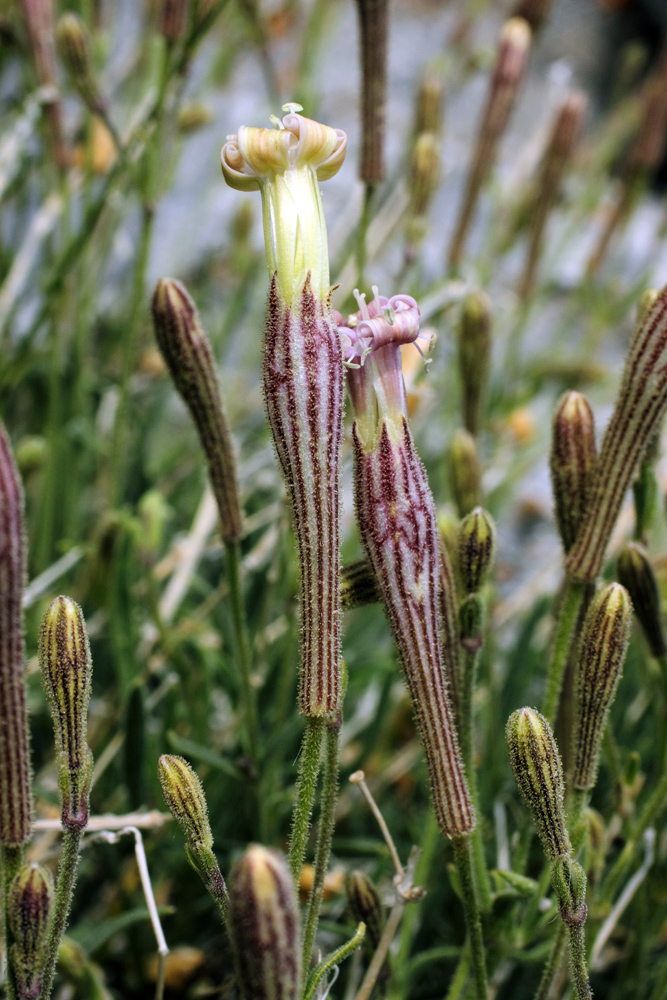 Image of Silene guntensis specimen.