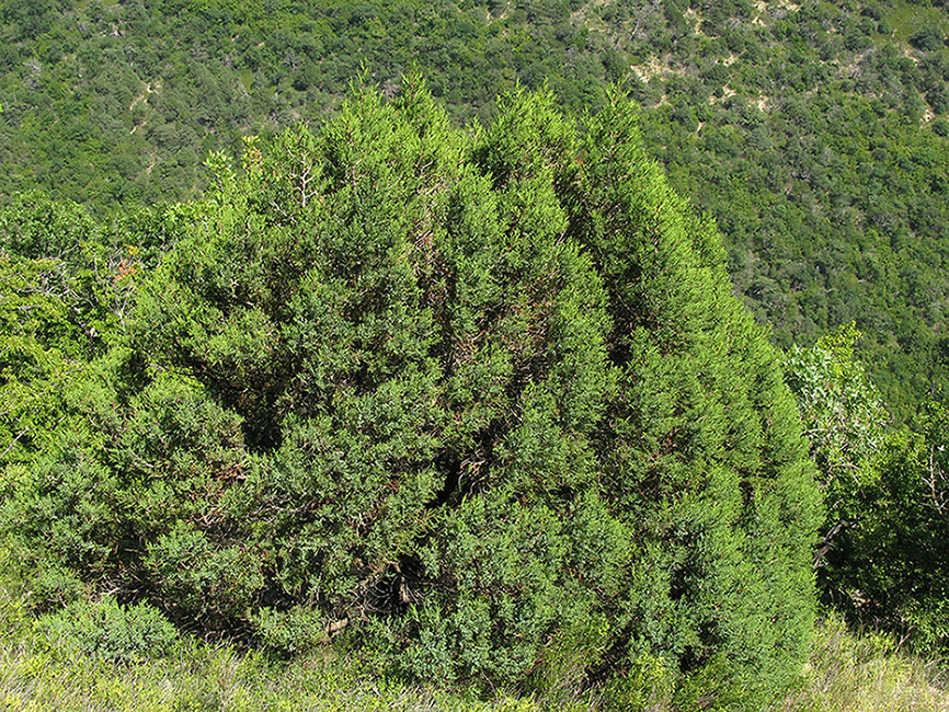 Image of Juniperus excelsa specimen.