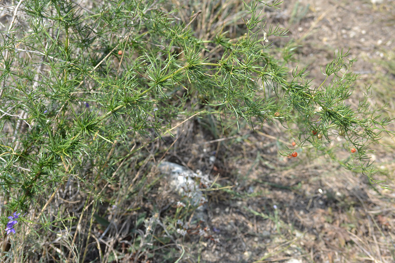 Изображение особи Asparagus verticillatus.