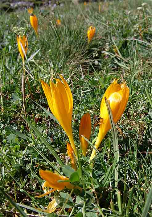 Изображение особи Crocus scharojanii.