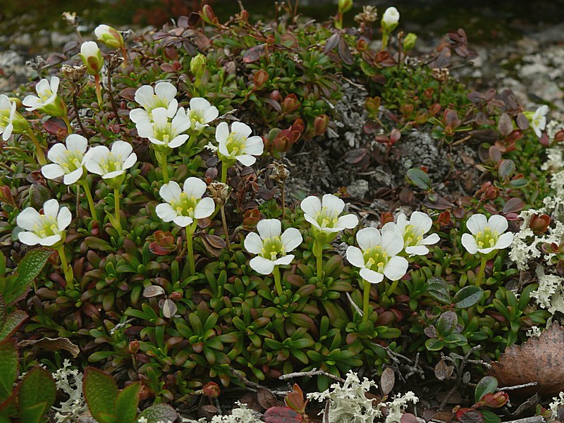 Image of Diapensia lapponica specimen.