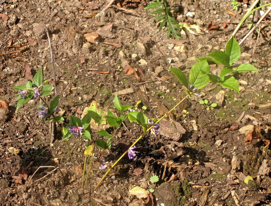 Image of Vicia ohwiana specimen.