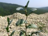 Coronilla scorpioides. Верхушки побегов. Краснодарский край, Абинский р-н, окр. ст. Шапсугская, известняковый карьер. 18.08.2013.