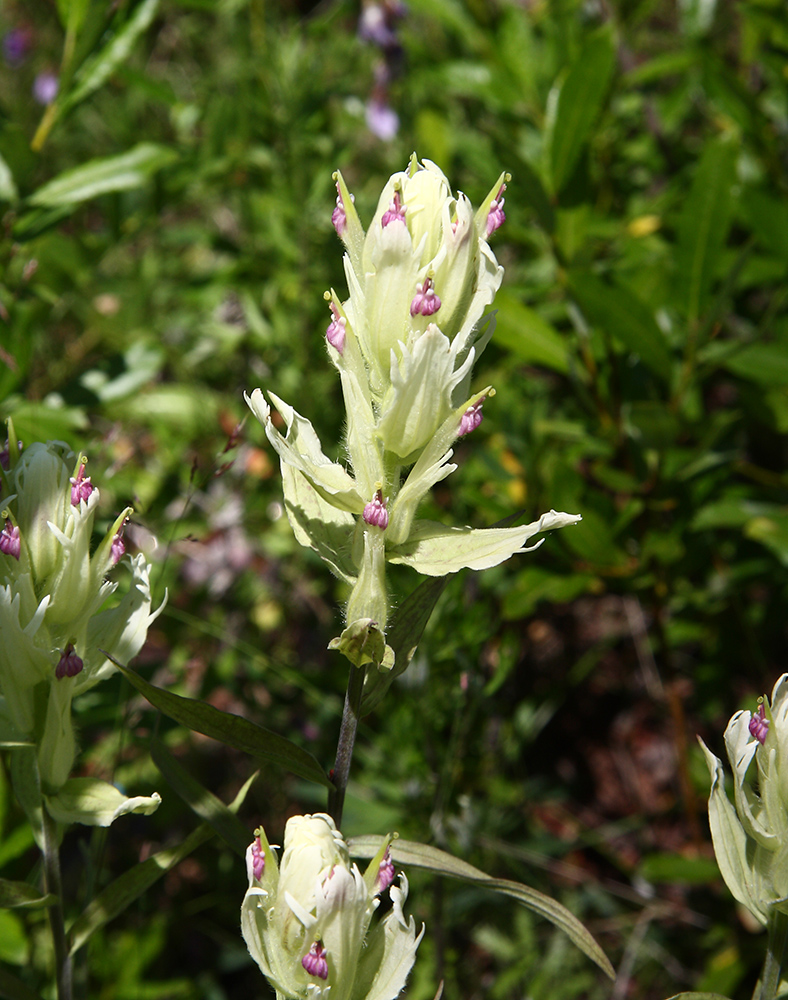 Изображение особи Castilleja pallida.