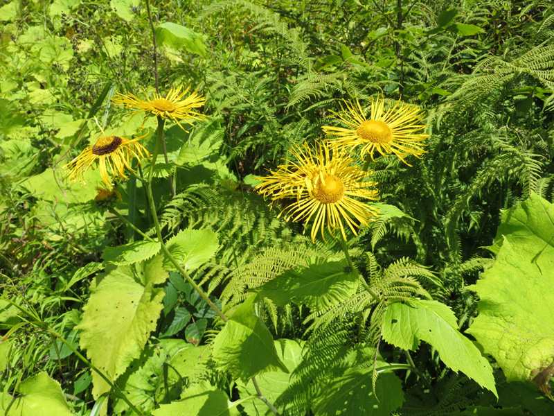 Изображение особи Telekia speciosa.