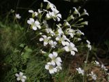 Minuartia circassica