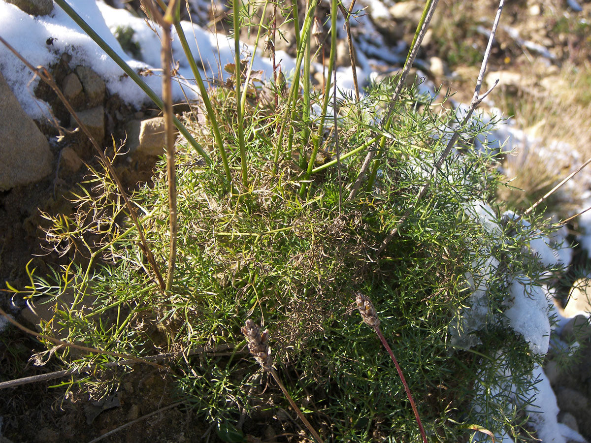 Image of Seseli alpinum specimen.