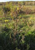 Oenothera glazioviana