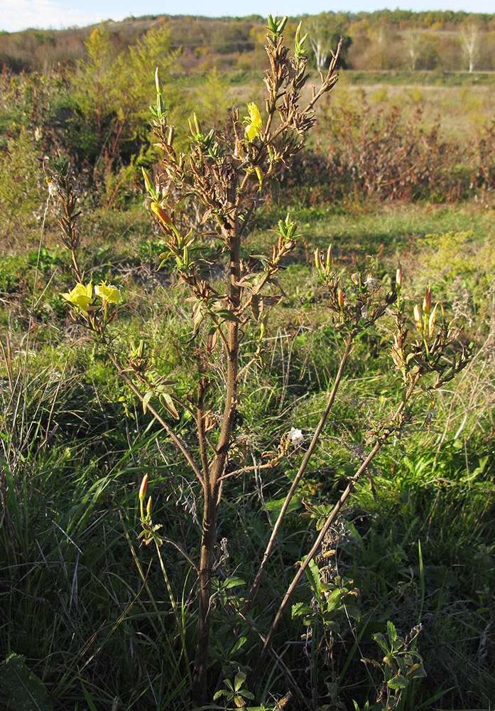 Image of Oenothera glazioviana specimen.