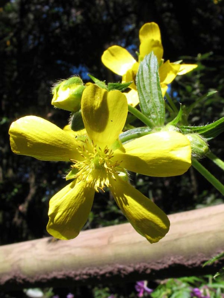 Image of Ranunculus cortusifolius specimen.
